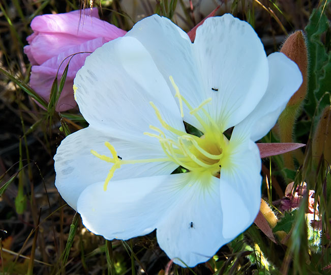 evening primrose